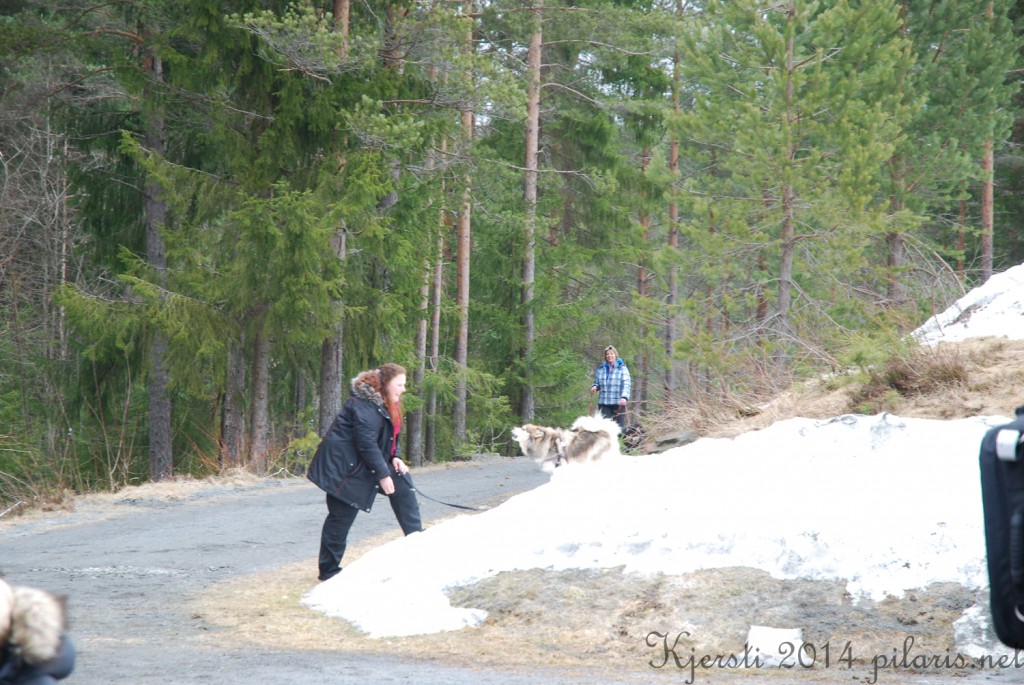 2 220314 Lapphundspesialen på Kongsberg - Marianne og Molly leker i snøen